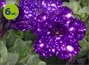 Petunia wisząca Night Sky